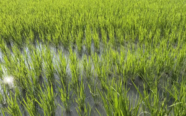 O cultură de orez tânăr, verde, plantată în apă