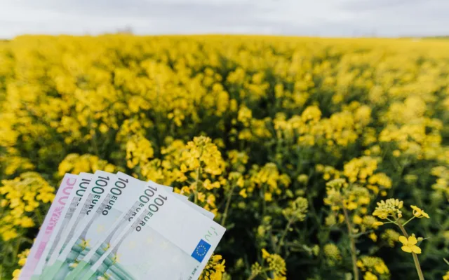 Bancnote euro într-un lan agricol