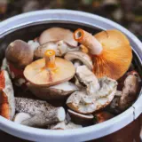 Ciuperci sălbatice culese în găleată