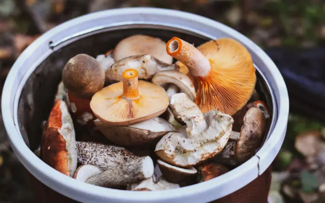 Ciuperci sălbatice culese în găleată
