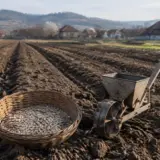 Înființarea unei culturi de gălbenele