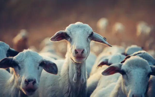 Anunț important pentru crescatorii de ovine și caprine