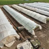 O vedere aeriană a mai multor sere de tip tunel, lungi și acoperite cu folie albă translucidă, dispuse în rânduri paralele pe un teren agricol