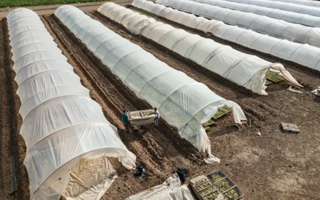 O vedere aeriană a mai multor sere de tip tunel, lungi și acoperite cu folie albă translucidă, dispuse în rânduri paralele pe un teren agricol