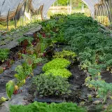 Green leafy vegetables growing in rows inside a small greenhouse or plastic tunnel on a farm