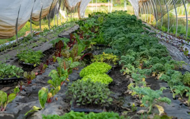 Green leafy vegetables growing in rows inside a small greenhouse or plastic tunnel on a farm