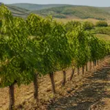 Rânduri paralele de viță-de-vie într-o podgorie, cu un stâlp de beton în prim-plan susținând sârmele