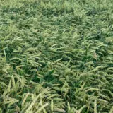 O imagine de sus care prezintă un lan dens de grâu verde tânăr, aflat în faza de vegetație, acoperind uniform solul