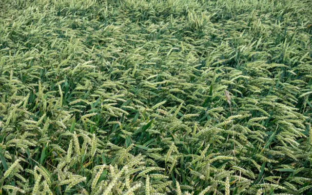 O imagine de sus care prezintă un lan dens de grâu verde tânăr, aflat în faza de vegetație, acoperind uniform solul