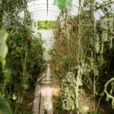 An interior view of a greenhouse with rows of tomato plants growing along a narrow path