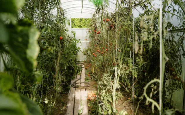 An interior view of a greenhouse with rows of tomato plants growing along a narrow path