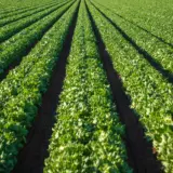 Un câmp agricol cu rânduri lungi și simetrice de plante verzi (posibil salată sau culturi similare) care se întind spre orizont sub lumina soarelui