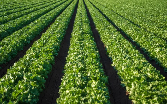 Un câmp agricol cu rânduri lungi și simetrice de plante verzi (posibil salată sau culturi similare) care se întind spre orizont sub lumina soarelui