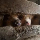 Three domestic pigs peeking through a wooden fence gap in a rustic farm stable