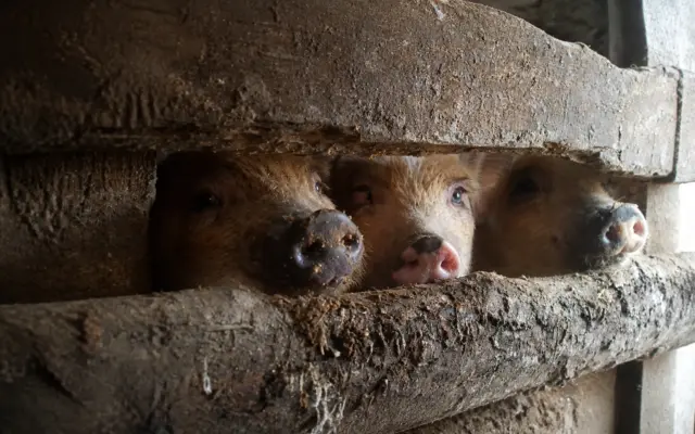Three domestic pigs peeking through a wooden fence gap in a rustic farm stable