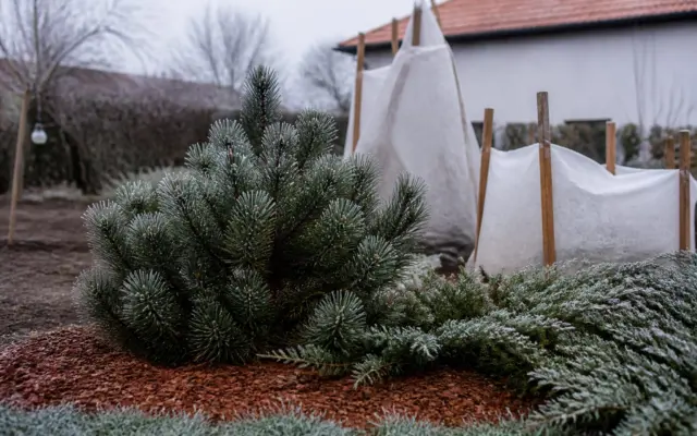 Plante rezistente la frig în grădină