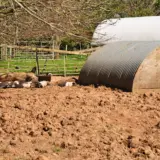 East Devon , Harepathstead Farm Pig Sty - geograph.org.uk - 3947125