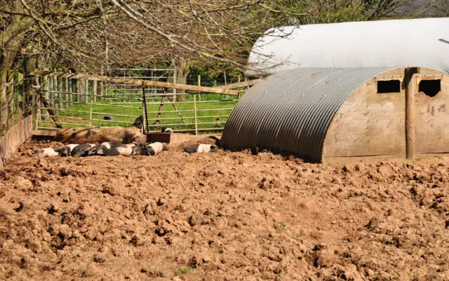 East Devon , Harepathstead Farm Pig Sty - geograph.org.uk - 3947125