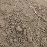 Dry agricultural soil with young green cereal sprouts emerging from the ground among dry stalks