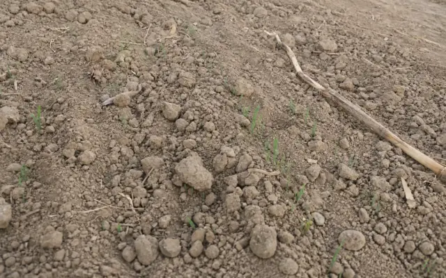 Dry agricultural soil with young green cereal sprouts emerging from the ground among dry stalks
