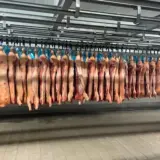 O camera frigorifica industriala in care sunt atarnate pe carlige, de o sina metalica, numeroase carcase de porc intregi, curatate