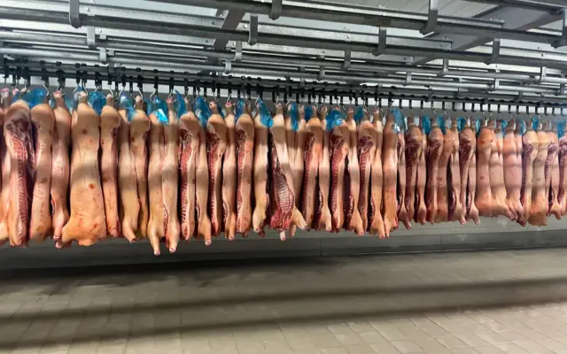 O camera frigorifica industriala in care sunt atarnate pe carlige, de o sina metalica, numeroase carcase de porc intregi, curatate
