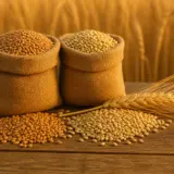 Two burlap sacks filled with wheat grains and loose grains on a wooden table with wheat ears