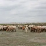 Turmă de ovine la păscut