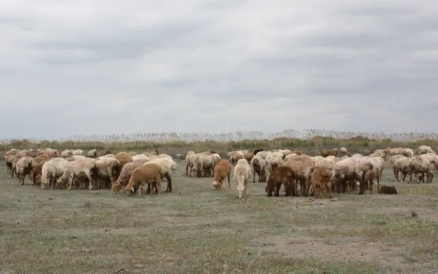 Turmă de ovine la păscut
