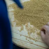 A person's hand sorting through a large pile of wheat grains on a wooden table