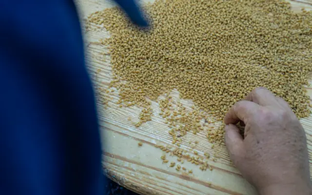 A person's hand sorting through a large pile of wheat grains on a wooden table