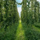 Un singur fermier mai cultivă hamei, planta folosită la bere, în județul Sibiu, pe 20 de hectare