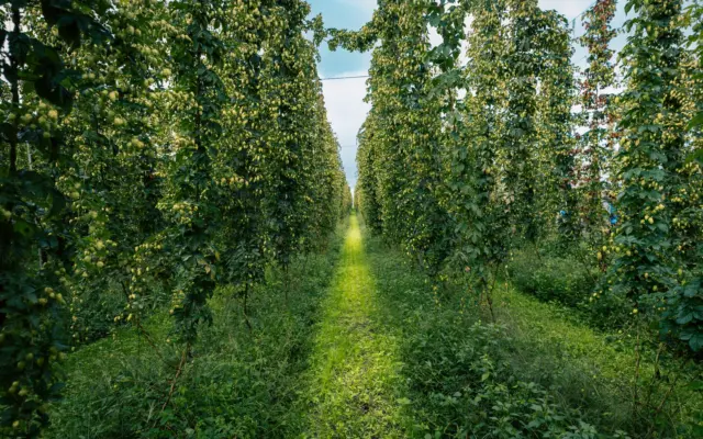 Un singur fermier mai cultivă hamei, planta folosită la bere, în județul Sibiu, pe 20 de hectare